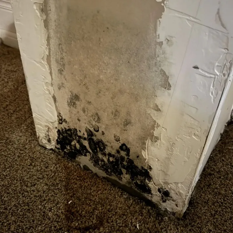 Professional Mold Removal in Purchase, NY